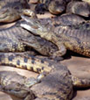 Miri Crocodile Farm