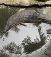 Miri Crocodile Farm