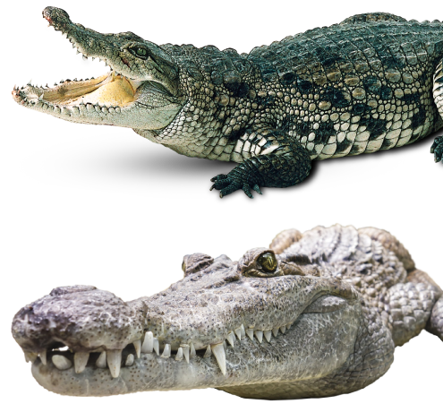 The Crocodile Farm