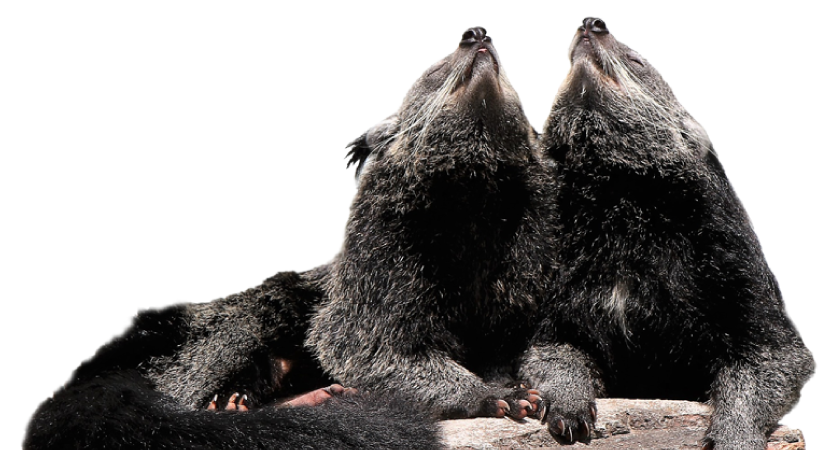 The Mini Zoo - Binturong