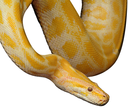 The Mini Zoo - Python